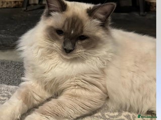 Ragdoll cats - Advert 2