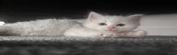 Mixed Breed cats for sale: beautiful white kitten with blue eyes - Advert 12
