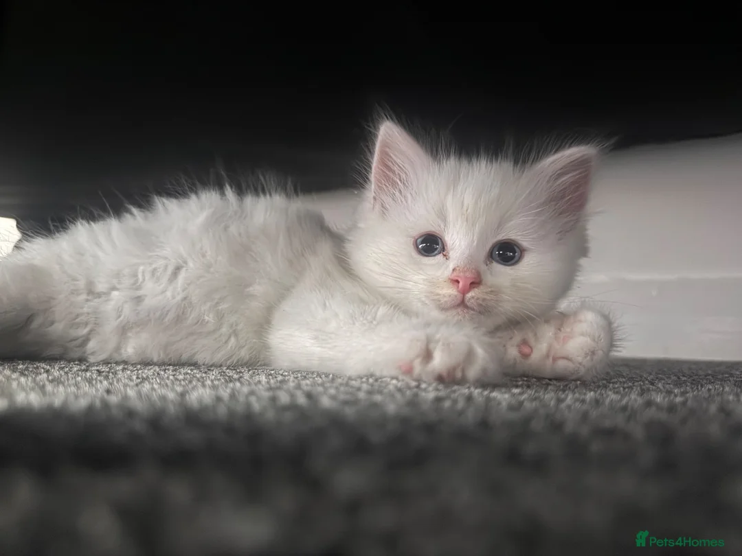 Mixed Breed cats for sale: beautiful white kitten with blue eyes - Advert 12