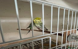 Budgerigars birds for sale: Budgies  - Image 2