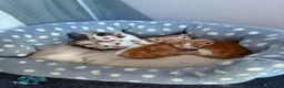 Mixed Breed cats for sale: Beautiful kittens for sale - Advert 4