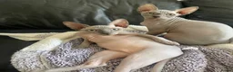 Sphynx cats for sale: Exceptional Sphynx Kittens last boy and girl - Advert 2