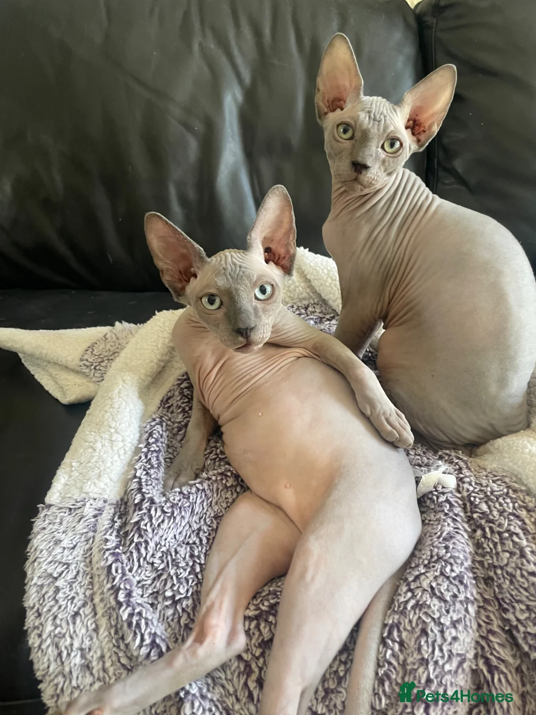 Sphynx cats for sale: Exceptional Sphynx Kittens last boy and girl - Advert 2
