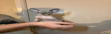 Sphynx 2
