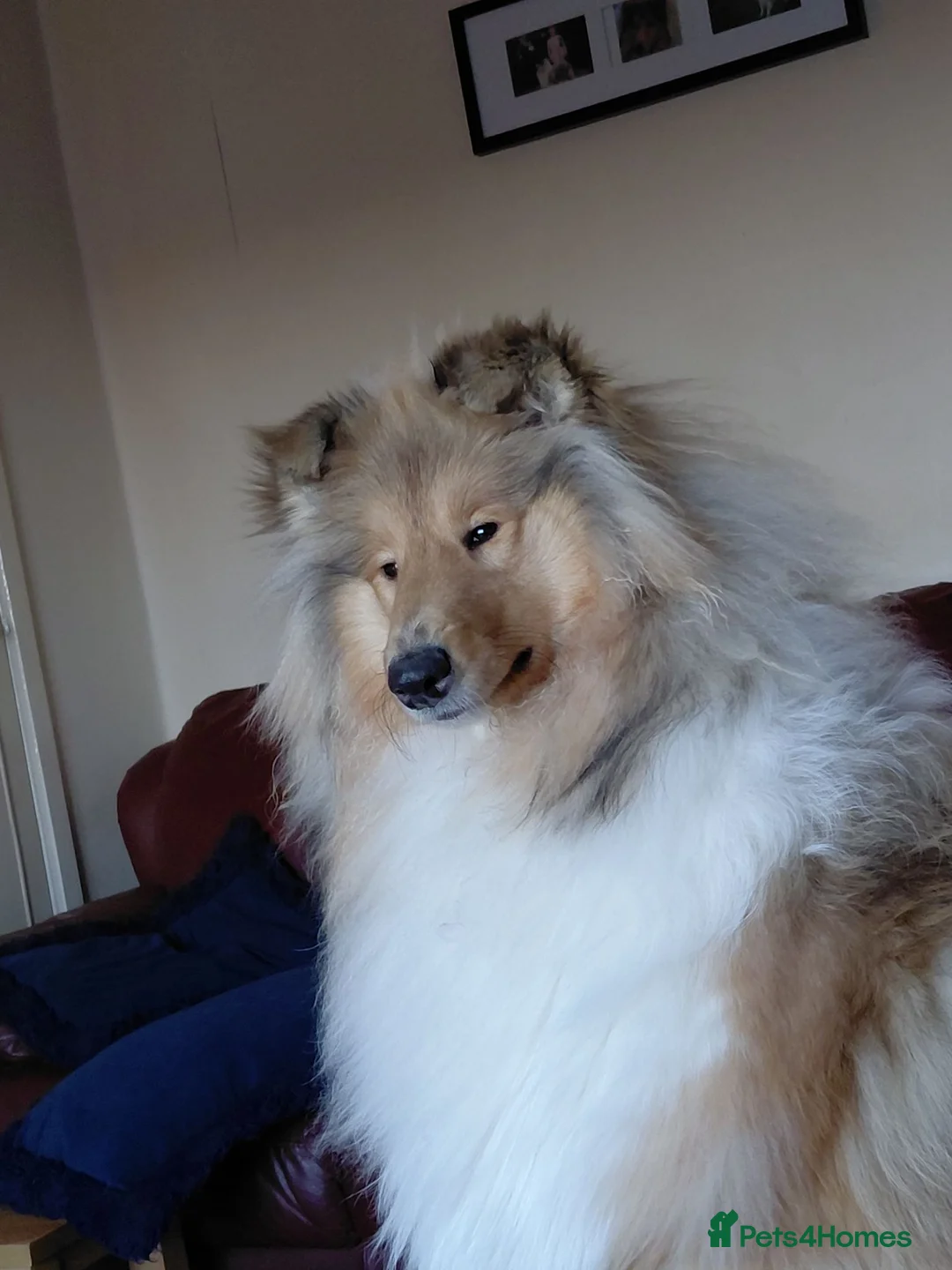 Rough Collie dogs for sale: Championship winning girl  - Advert 1