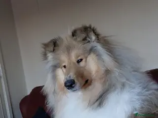 Rough Collie dogs Championship winning girl - Advert 1