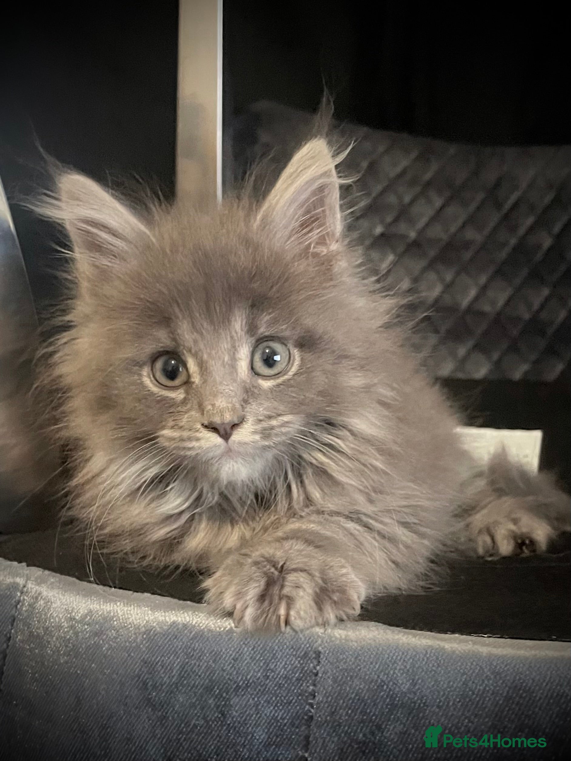 Maine Coon cats Giant Russian Mainecoons Kittens - Advert 2