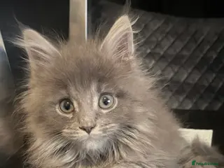 Maine Coon cats Giant Russian Mainecoons Kittens - Advert 2