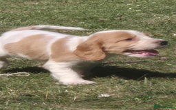 Cocker Spaniel dogs for sale: COCKER SPANIEL PUPPIES READY NOW - Image 12
