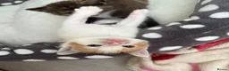 Mixed Breed cats for sale: 3 Gorgeous Kittens  - Advert 4