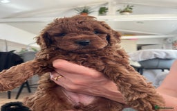 Cavapoo dogs for sale: Cavapoo puppy’s  - Image 8