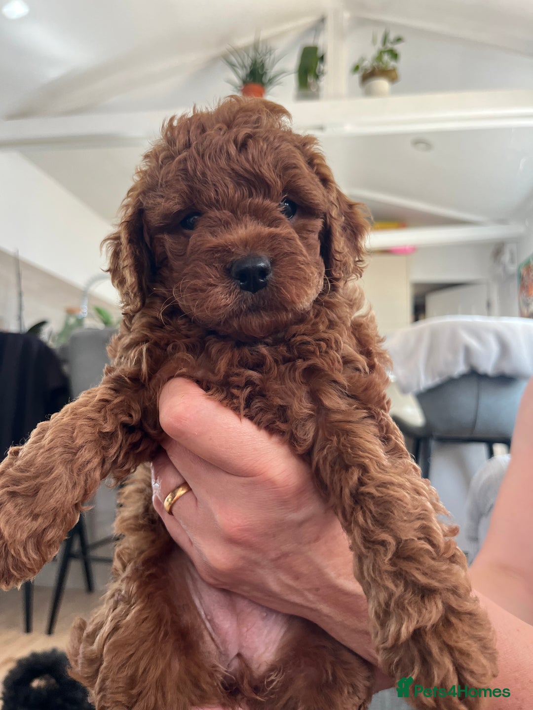 Cavapoo dogs for sale: Cavapoo puppy’s  - Image 8