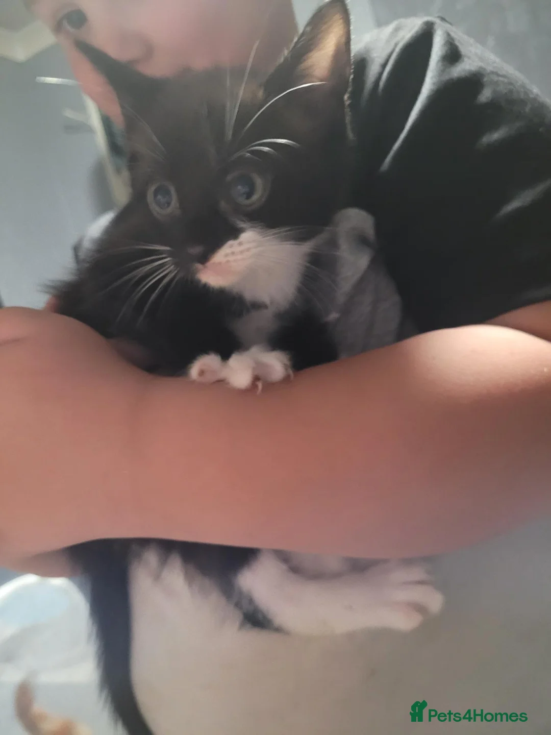 Mixed Breed cats for sale: Kittens in Llanelli - Advert 2