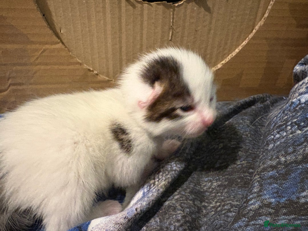 Domestic Shorthair cats for sale: 1 Domestic Shorthair Kitten Left - Advert 36