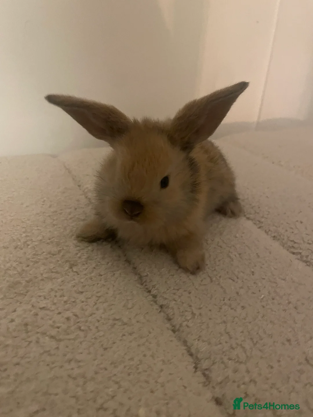 French Lop rabbits for sale: 2 indoor French lop boys to be homed separately  - Advert 6