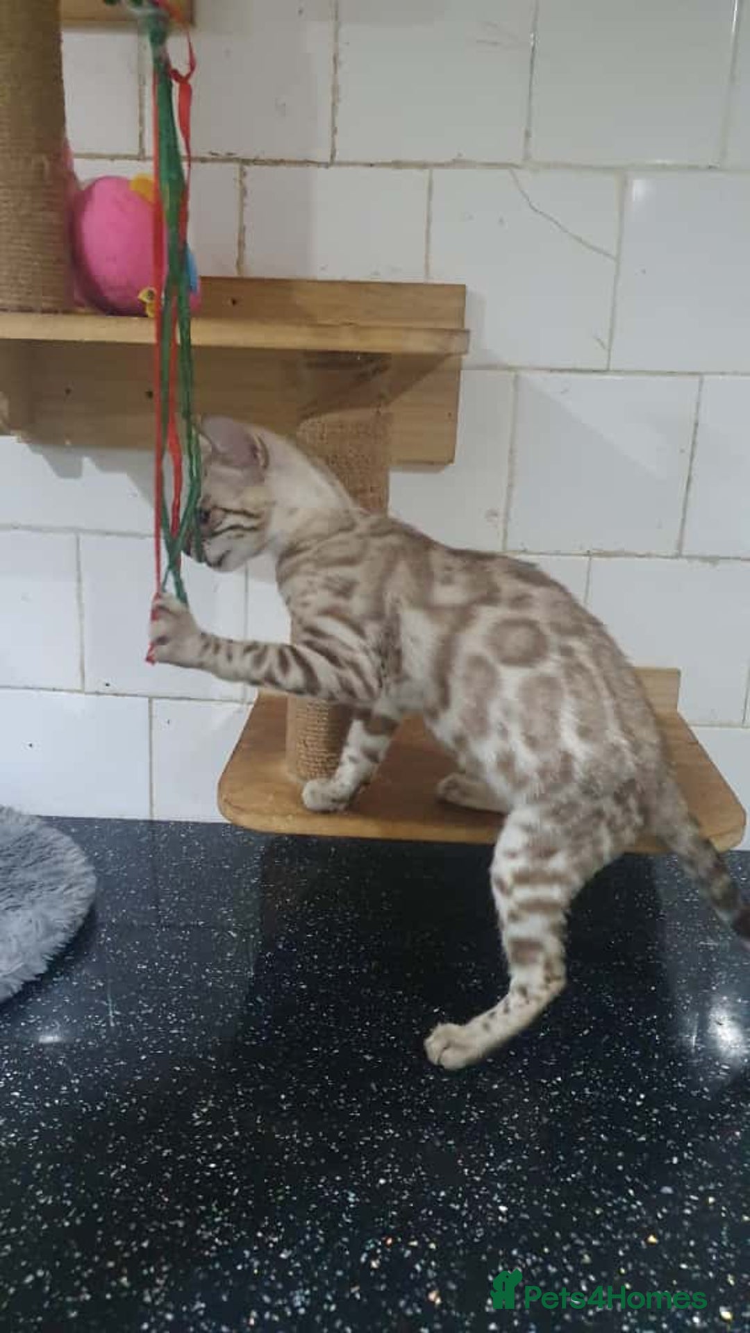 Bengal cats for sale: 🔥✨Pedigree TICA-Registered Bengals - Image 15