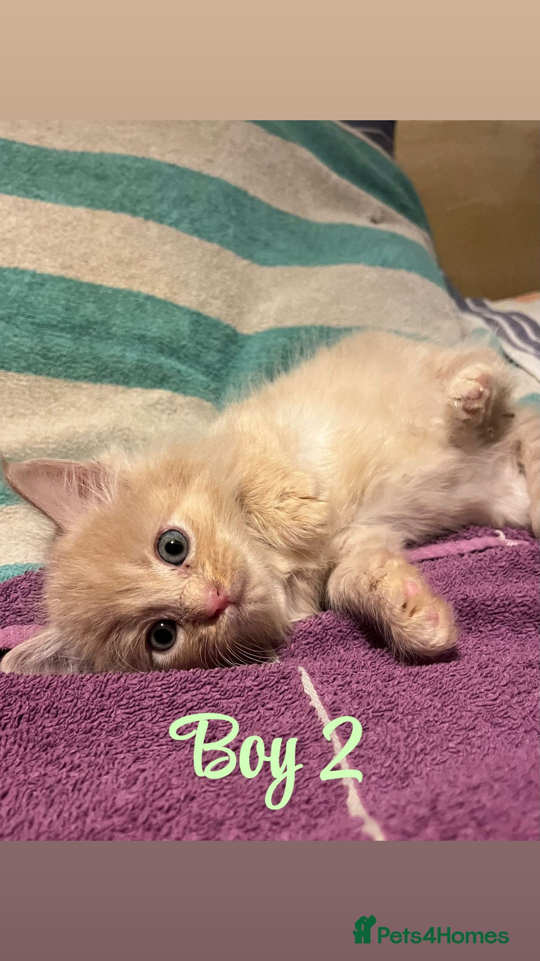 Mixed Breed cats for sale: MAINECOON X KITTENS FOR SALE 🩵🩷 - Advert 13