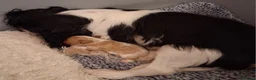Cavalier King Charles Spaniel dogs for sale:  Male Blenhiem cavalier king Charles spaniel puppy in Sandown - Advert 2