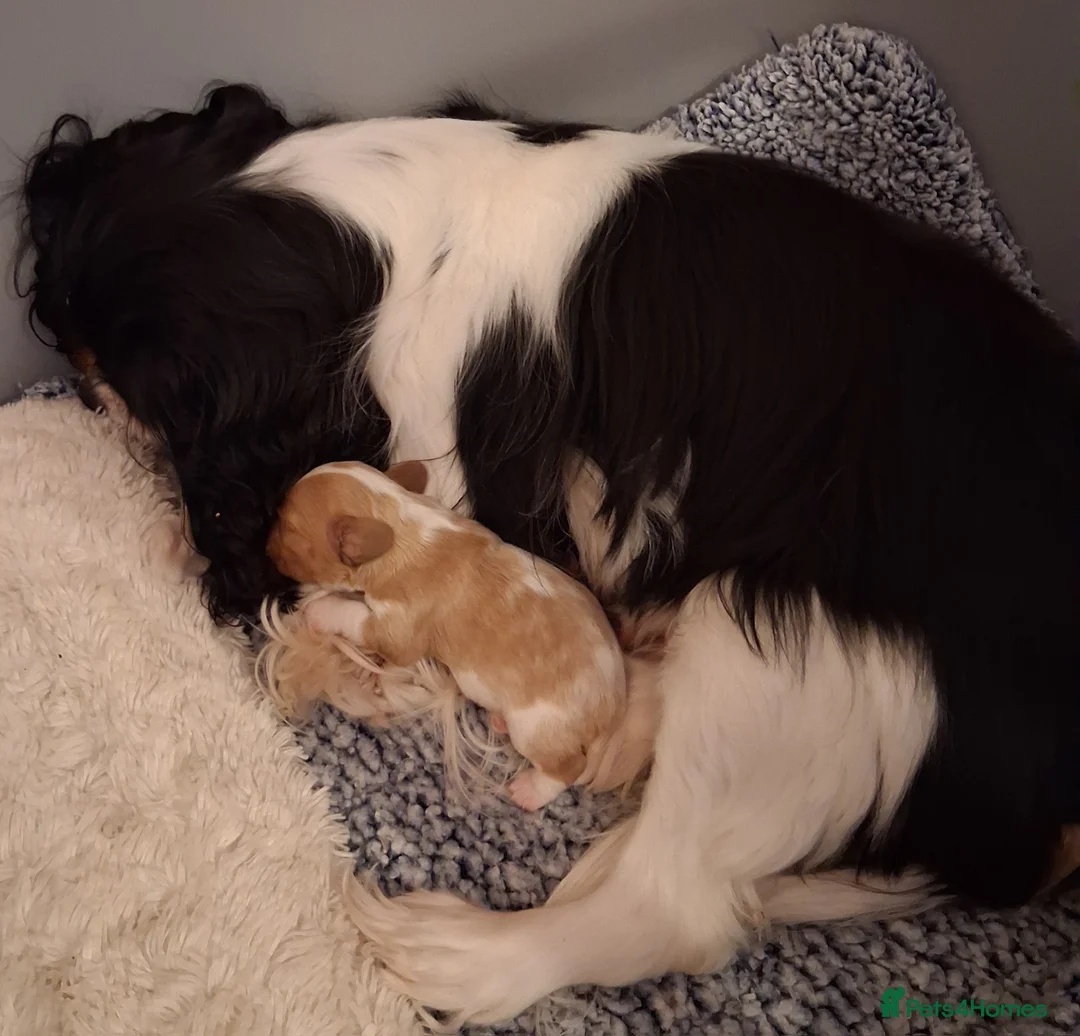 Cavalier King Charles Spaniel dogs for sale:  Male Blenhiem cavalier king Charles spaniel puppy in Sandown - Advert 2