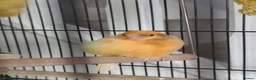 Canaries birds for sale: Female Canary Bird  in Preston - Advert 7