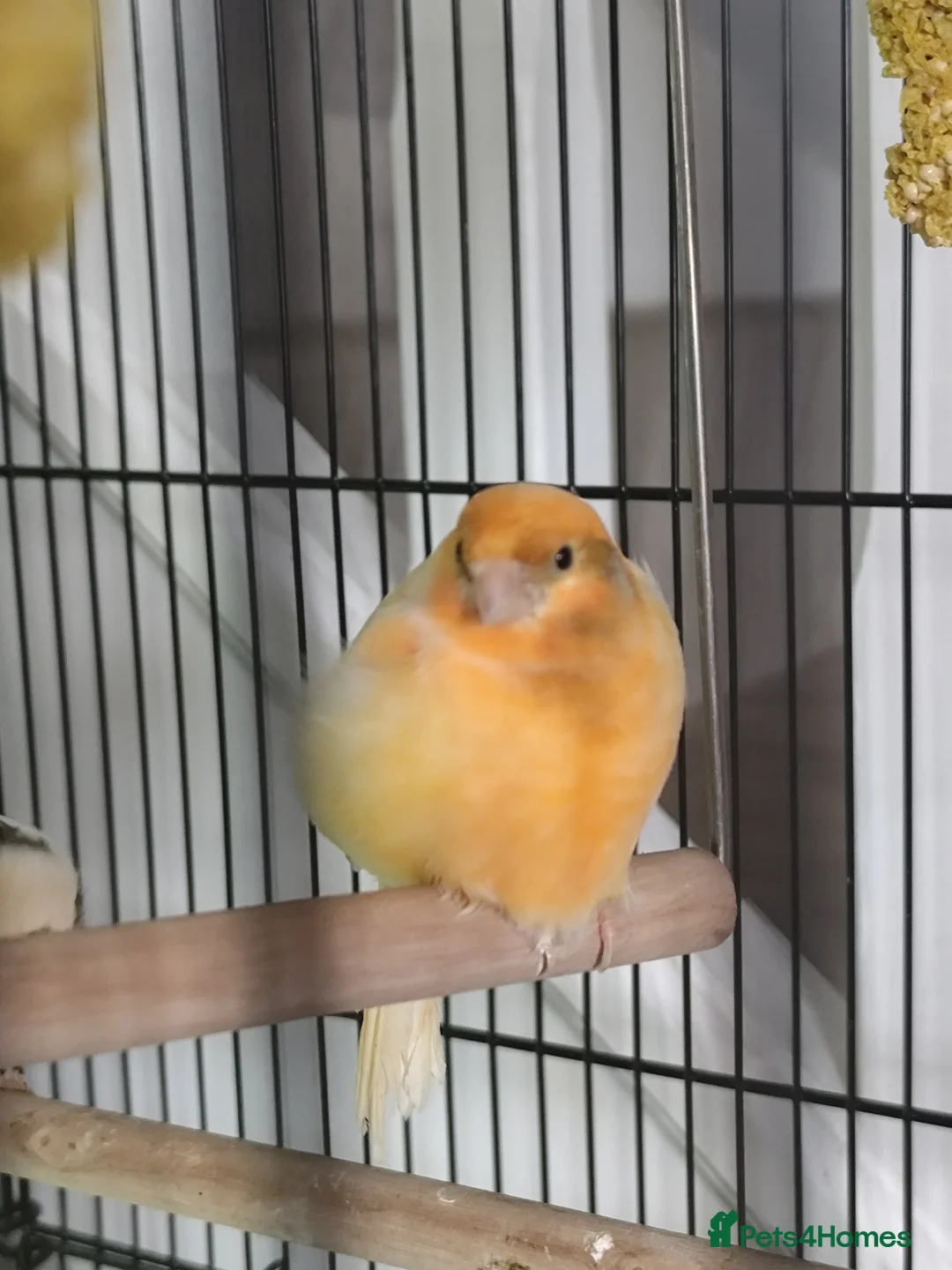 Canaries birds for sale: Female Canary Bird  in Preston - Advert 7