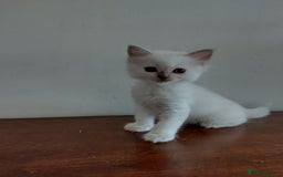 Ragdoll cats for sale: Beautiful GCCF lilac and Cream Point kittens - Image 11