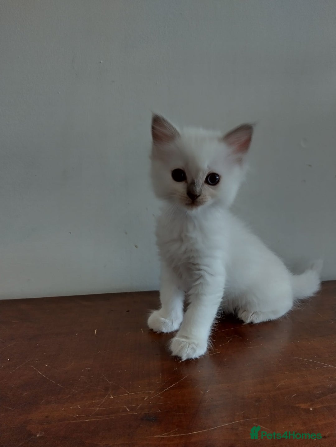 Ragdoll cats for sale: Beautiful GCCF lilac and Cream Point kittens - Image 11