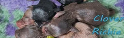 Miniature Dachshund dogs for sale: 🌟 Dapple&Choc&Black PRA Clear KC reg – Dec 26 🌟 - Advert 5