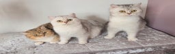 British Shorthair cats for sale: Amazing Quality Pedigree British Shorthair Kittens - Advert 3