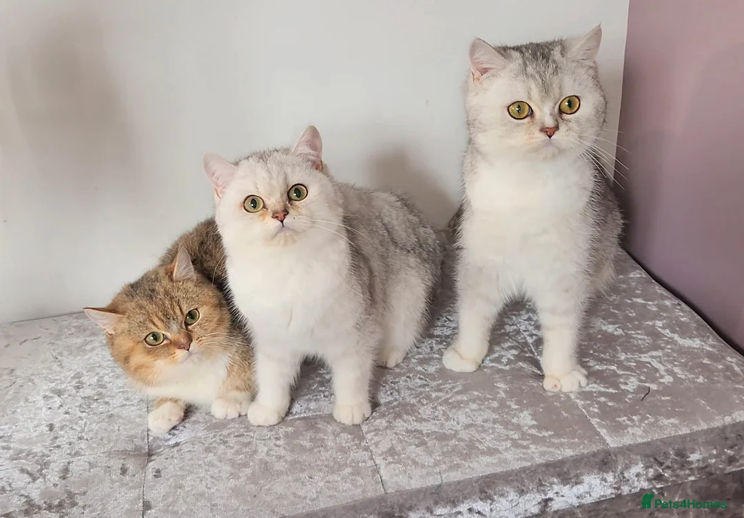 British Shorthair cats for sale: Amazing Quality Pedigree British Shorthair Kittens - Advert 6
