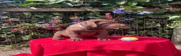 Labrador Retriever dogs for sale: ⭐️ READY NOW KC Chocolate Lab Puppies ⭐️ - Advert 3