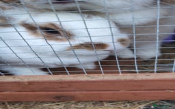 Mini Lion Lop rabbits for sale: Female mini lion lop - Image 4