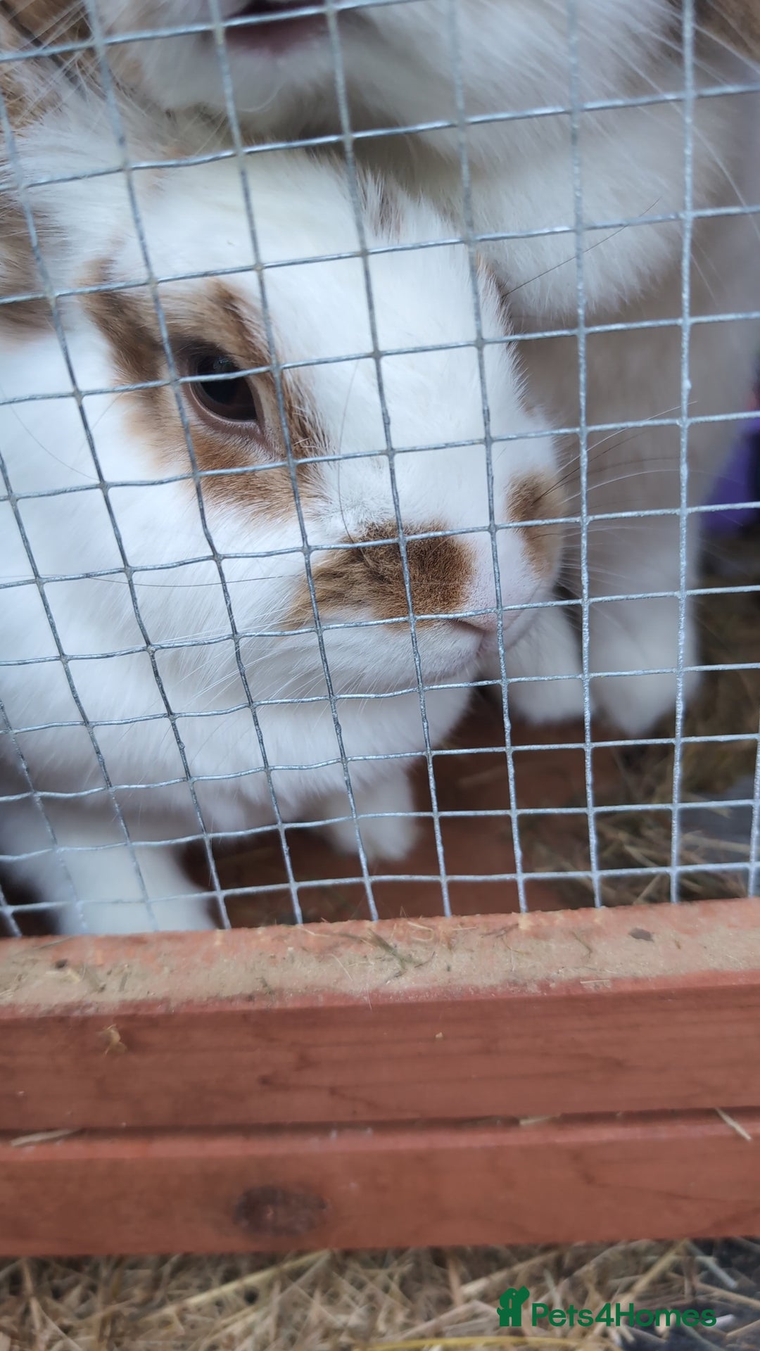 Mini Lion Lop rabbits for sale: Female mini lion lop - Image 4