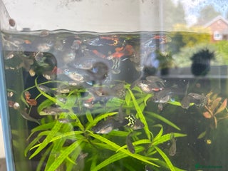 Live Bearers fish in Stoke-on-Trent - Advert 20