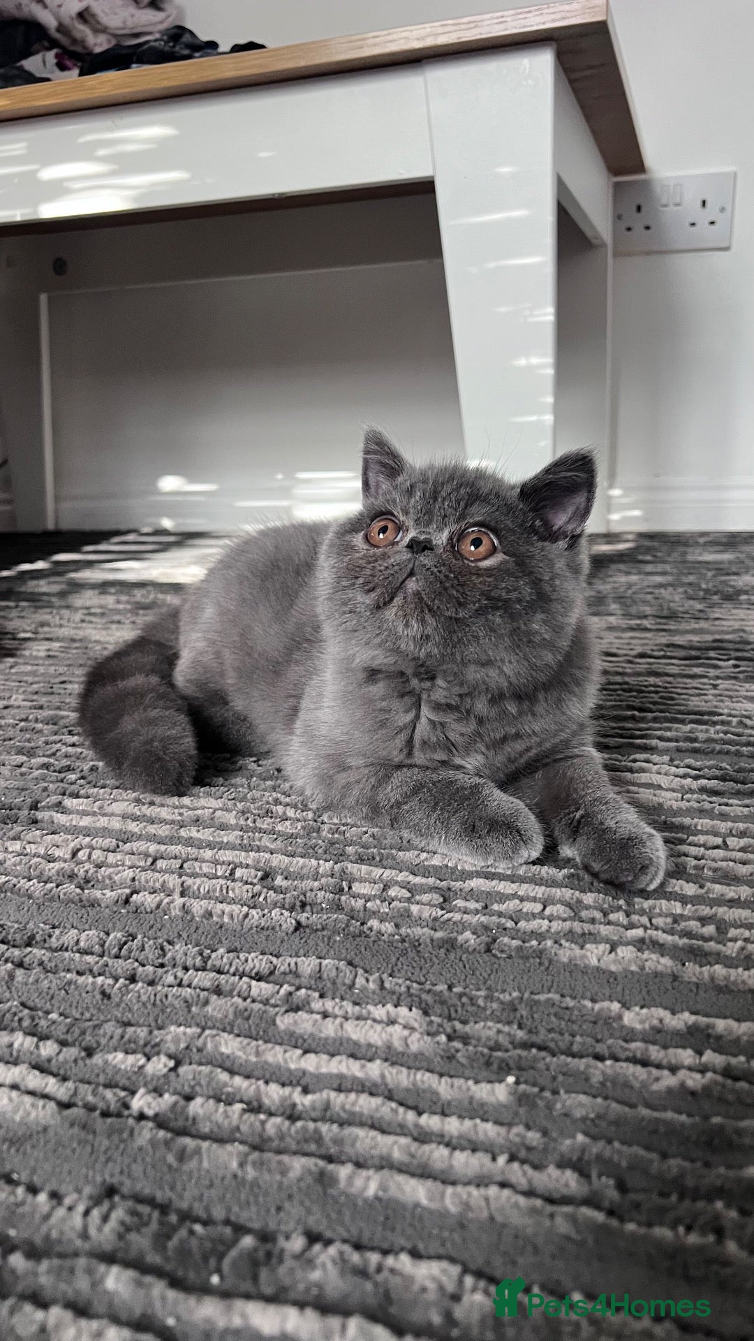 Exotic cats Grey Exotic kitten!  - Advert 2