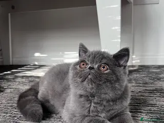 Exotic cats Grey Exotic kitten! - Advert 2
