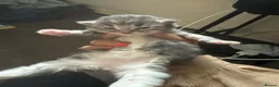 Norwegian Forest Cat cats for sale: Fluffy cuddles of joy ready now they are 9weeks  - Advert 12