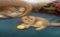 Scottish Fold cats for sale: Gold Chinchilla Scottish fold baby’s  - Image 7