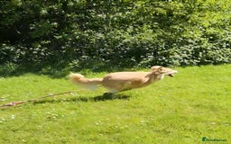 Mixed Breed dogs for adoption: Nina is approx 2 yrs old  - Image 9