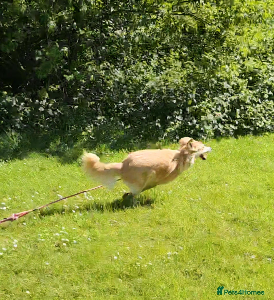 Mixed Breed dogs for adoption: Nina is approx 2 yrs old  - Image 9