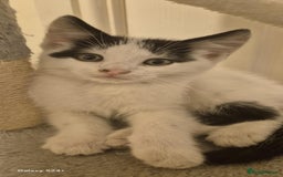 Mixed Breed cats for sale: Kitten girl. - Image 3