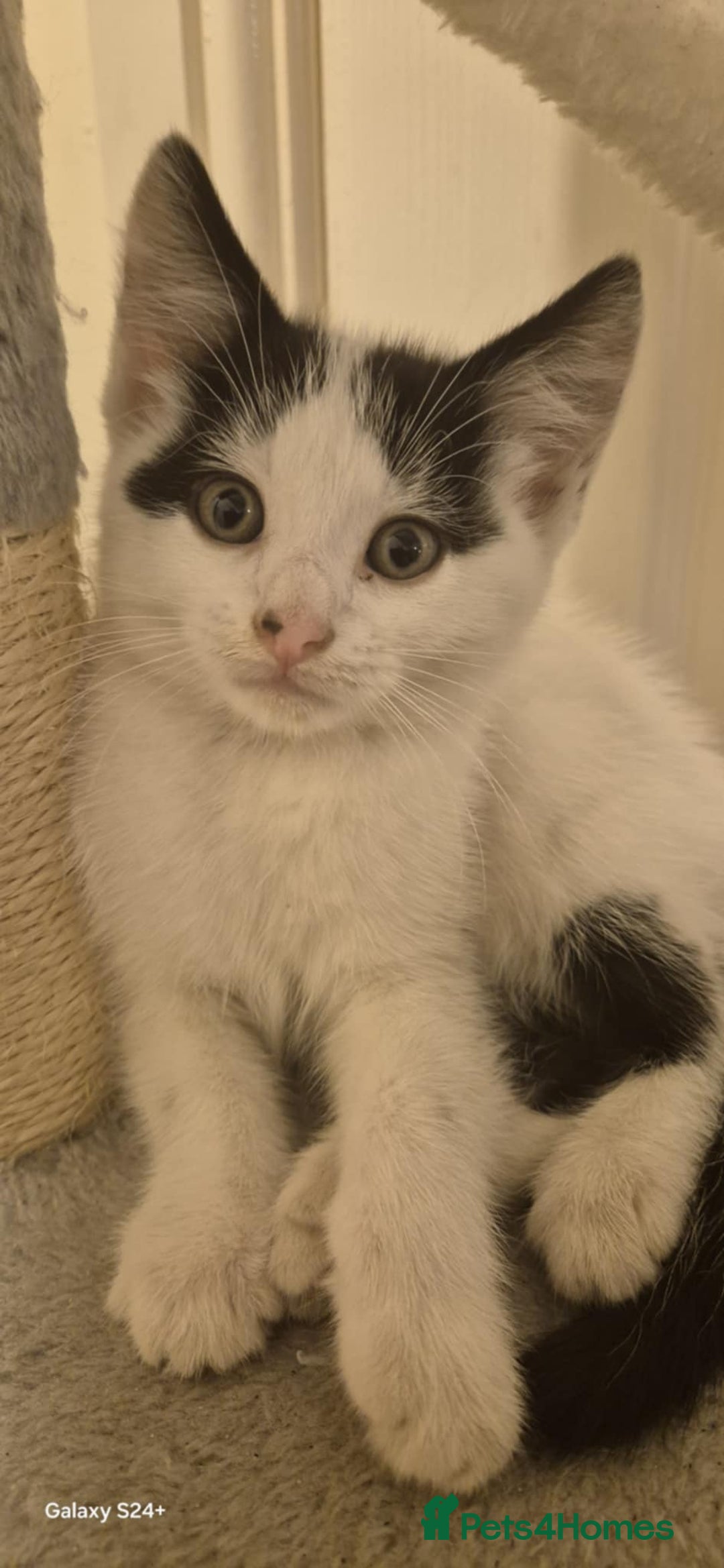 Mixed Breed cats for sale: Kitten girl. - Image 3
