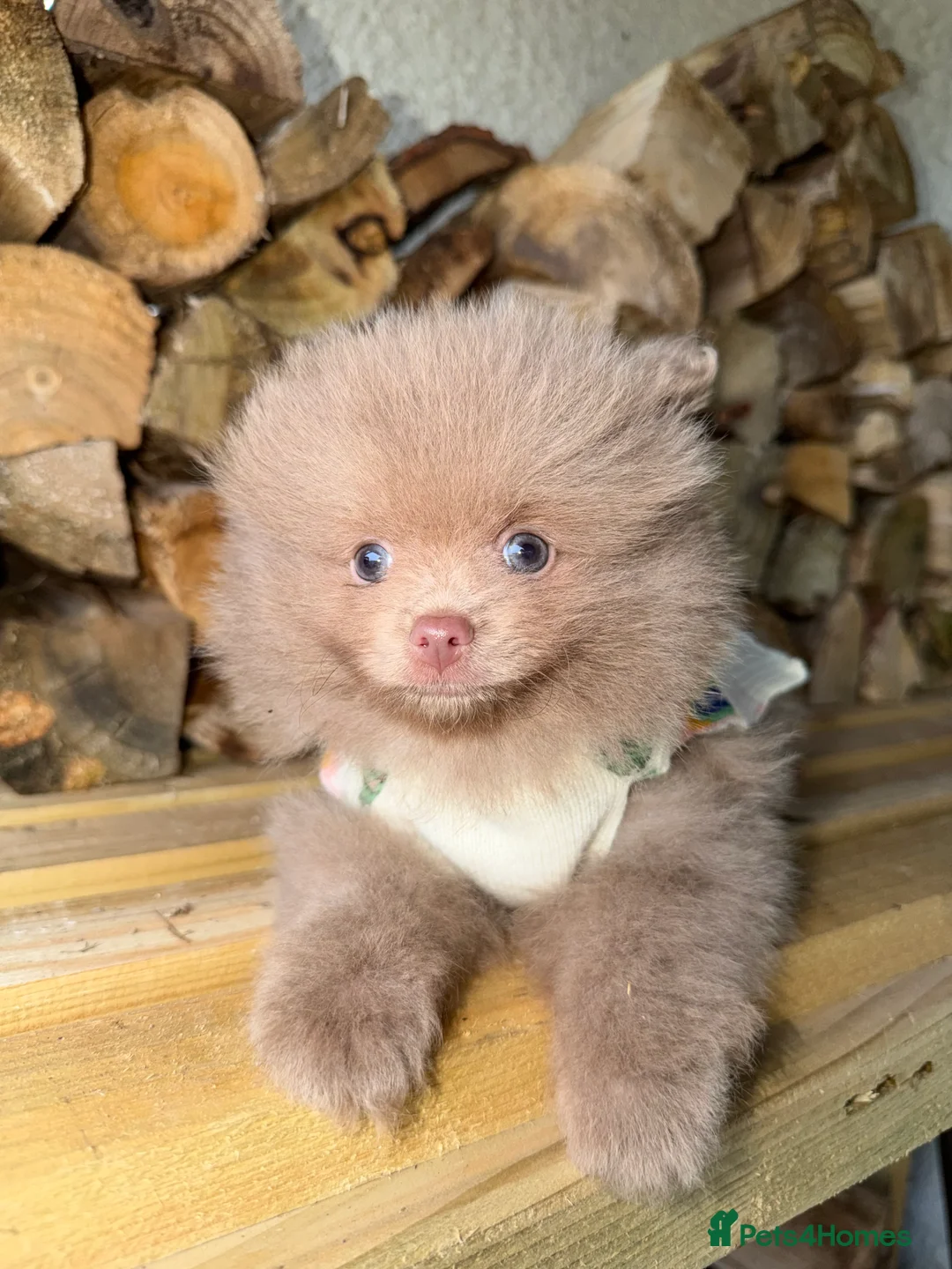 Pomeranian dogs for sale: 💜🩷 LILAC FEMALE POMERANIAN 🩷💜 - Advert 6