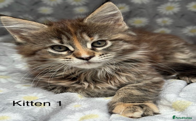Maine Coon cats - Advert 1