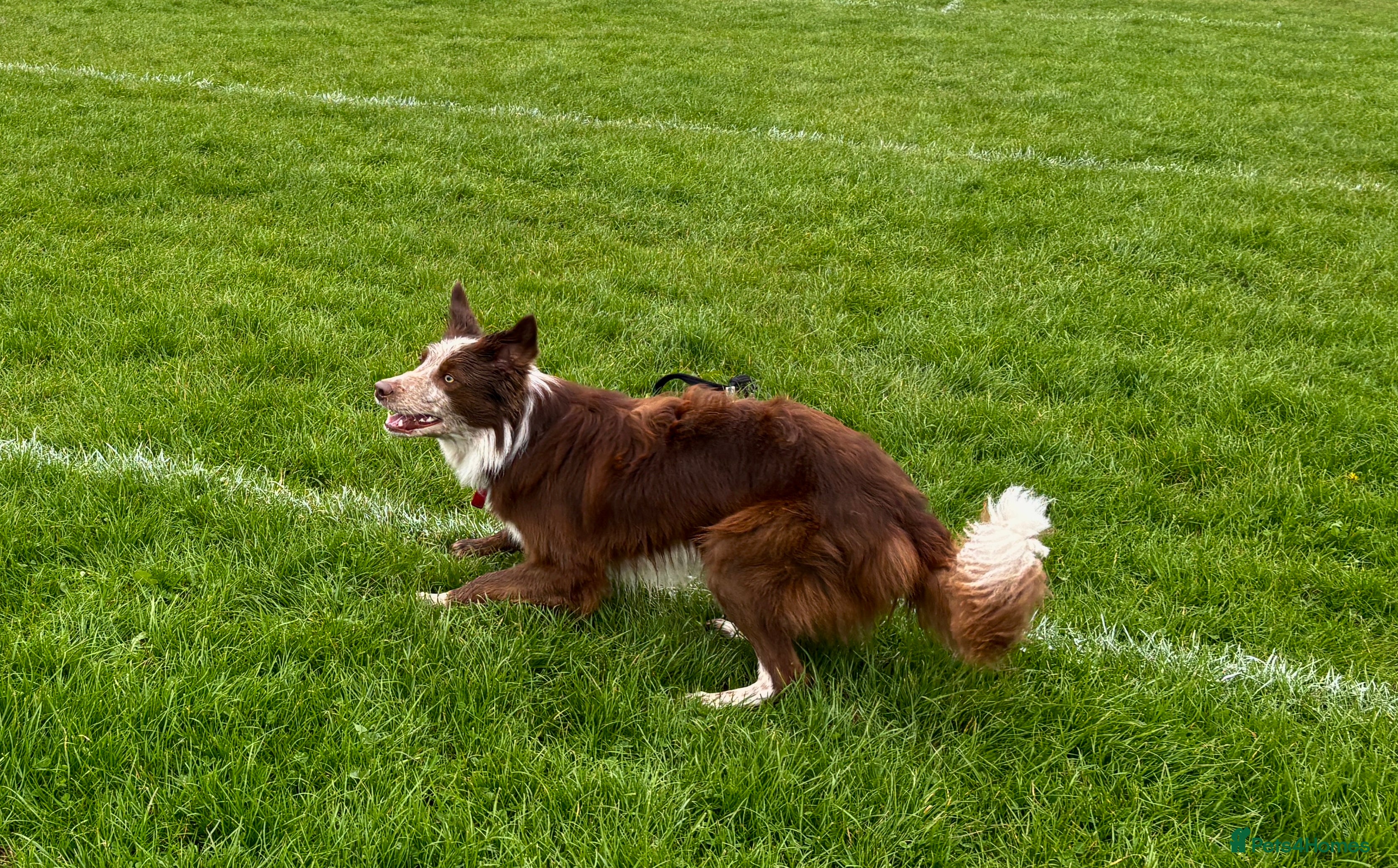 Border Collie dogs Red/white Border collie STUD DNA tested  in Batley - Advert 2