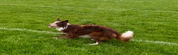 Border Collie dogs for stud: Red/white Border collie STUD DNA tested  in Batley - Advert 6