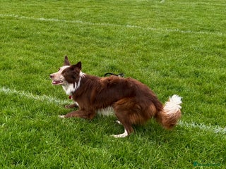 Border Collie dogs Red/white Border collie STUD DNA tested in Batley - Advert 2
