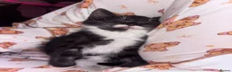 Mixed Breed cats for sale: 🐾Siamese cross kittens 🐾 - Advert 7