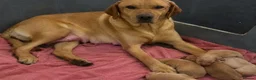 Labrador Retriever dogs for sale: Labrador Retriever puppies available in Birmingham - Advert 3