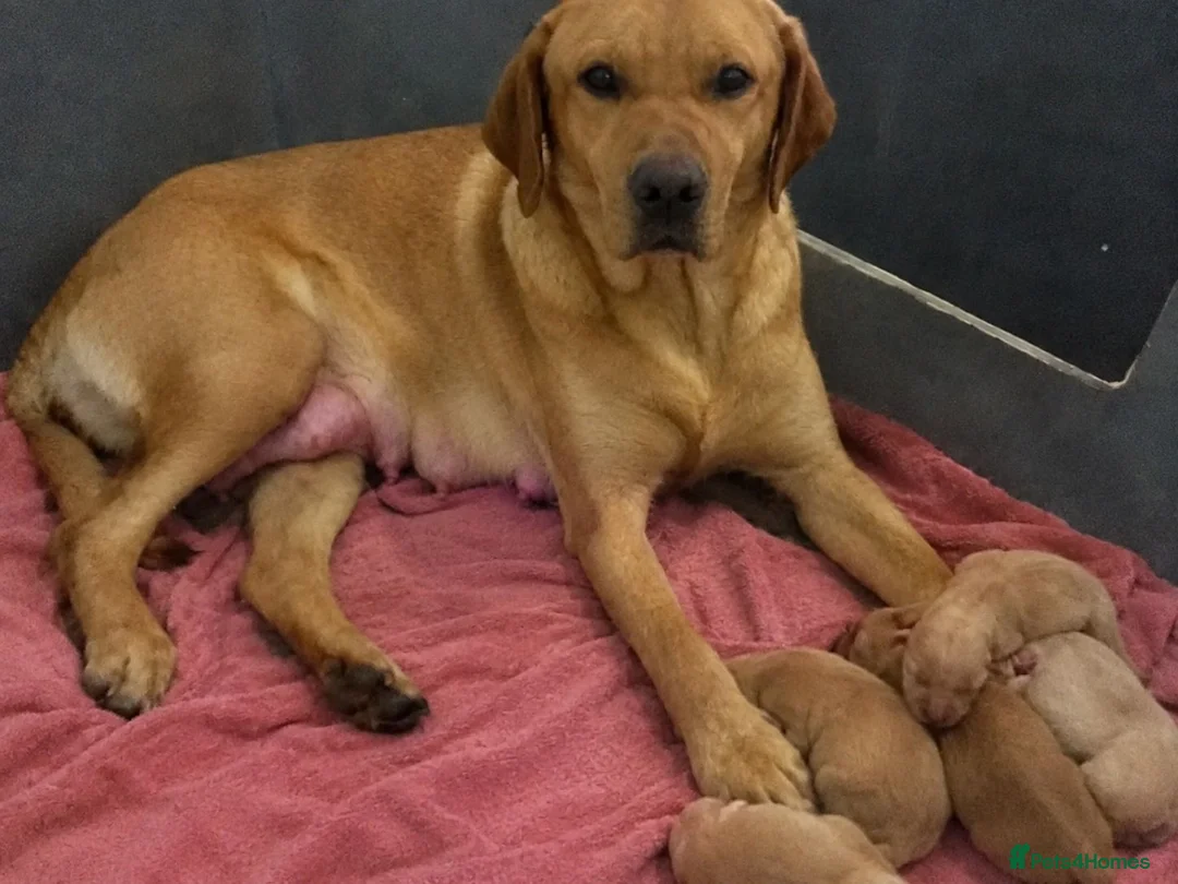 Labrador Retriever dogs for sale: Labrador Retriever puppies available in Birmingham - Advert 3